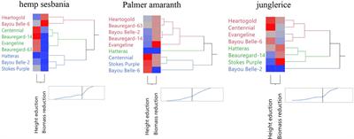 Allelopathic potential and competitive traits of sweetpotato cultivars